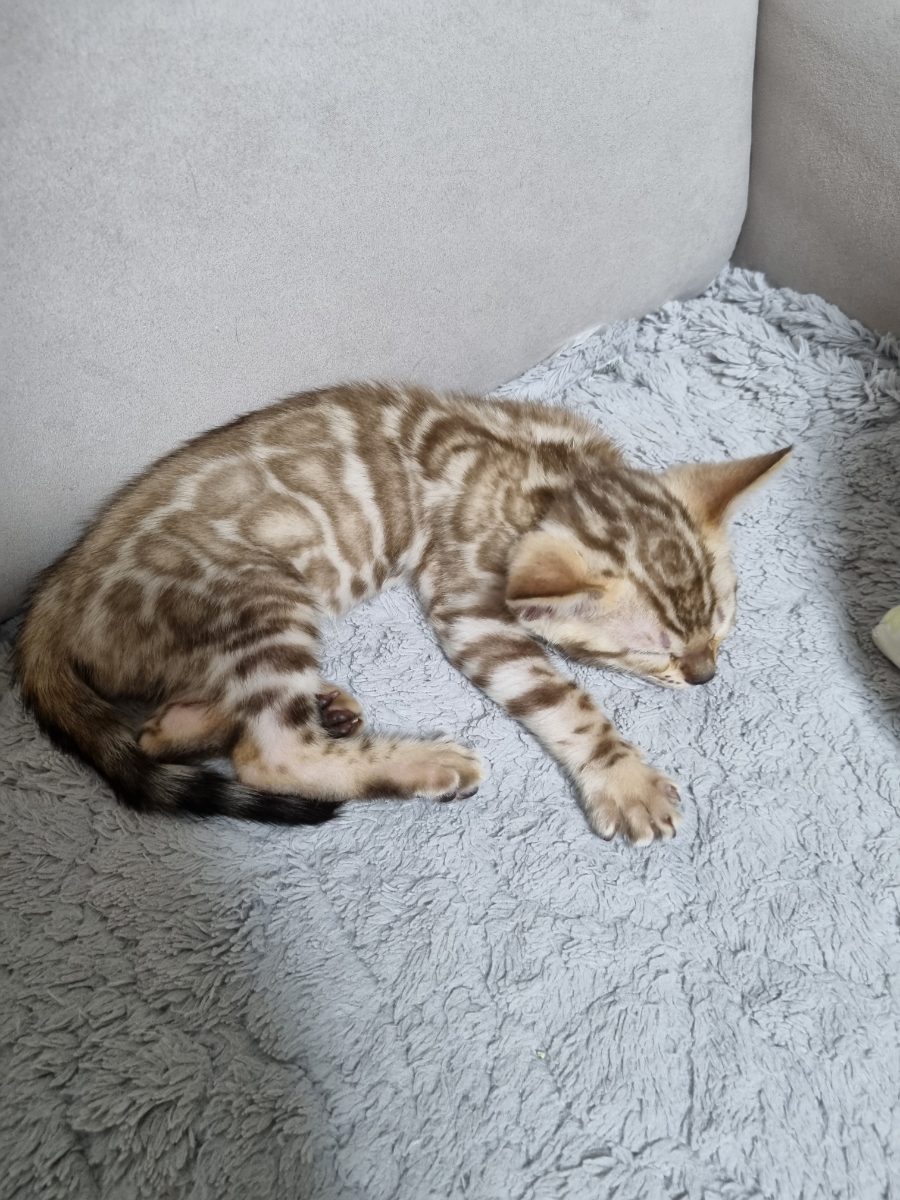 강아지 같은 실밍크뱅갈고양이 남아 분양해요 관련 이미지 3