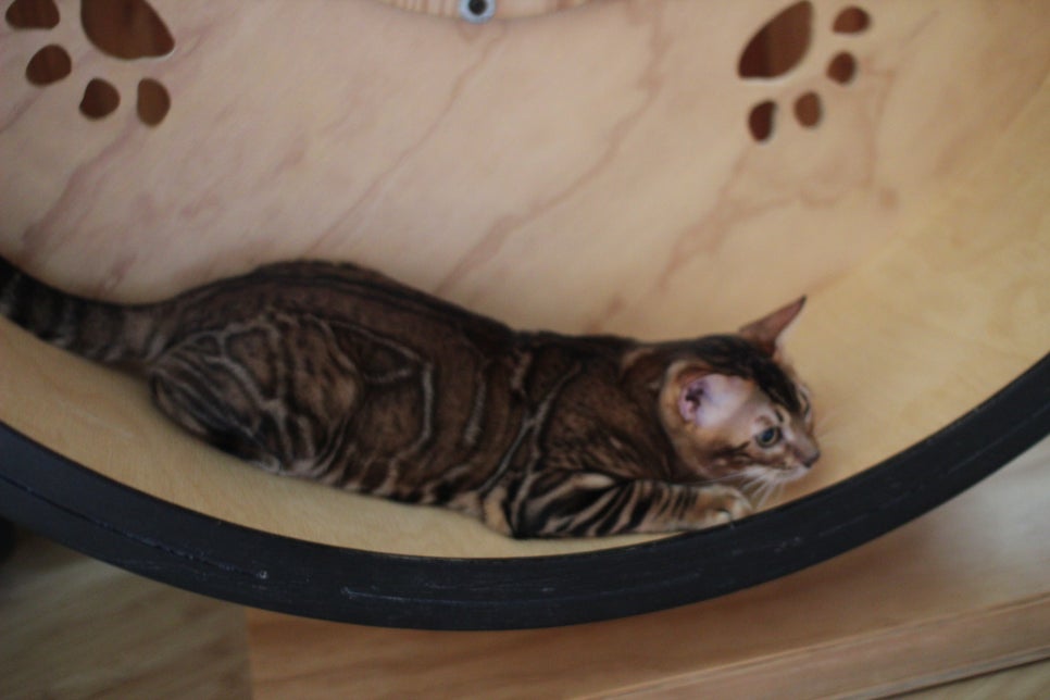 뱅갈고양이 남아 원탑군 완벽 적응후 한컷~ 관련 이미지 10