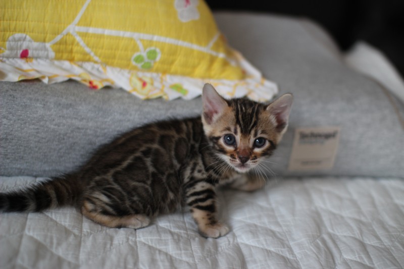 브라운 뱅갈고양이 자매 분양해요~ 관련 이미지 5