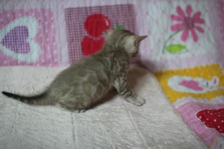 언제봐도 이쁜 스노우,브라운 뱅갈고양이 꼬맹이들! 관련 이미지 4