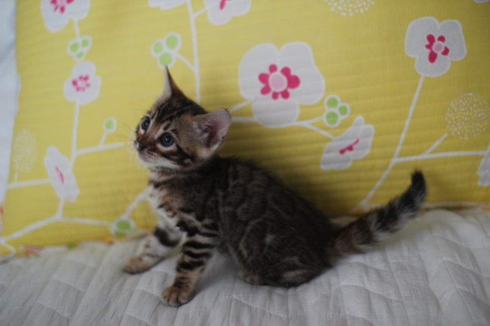 브라운 뱅갈고양이 여아 다롱이 분양해요~ 관련 이미지 6