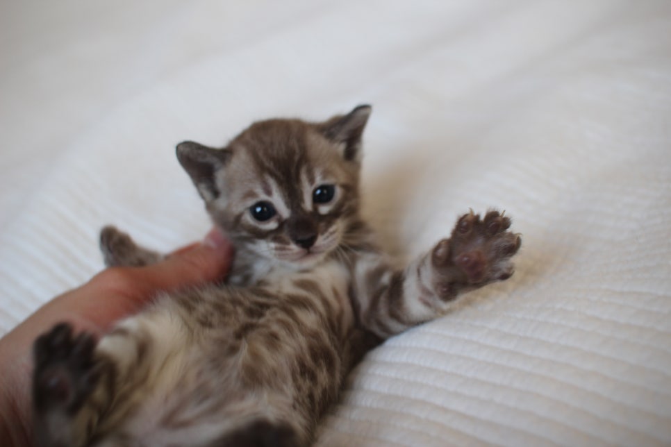 밍크차콜 뱅갈고양이 남아 예약 분양 합니다~ 관련 이미지 9