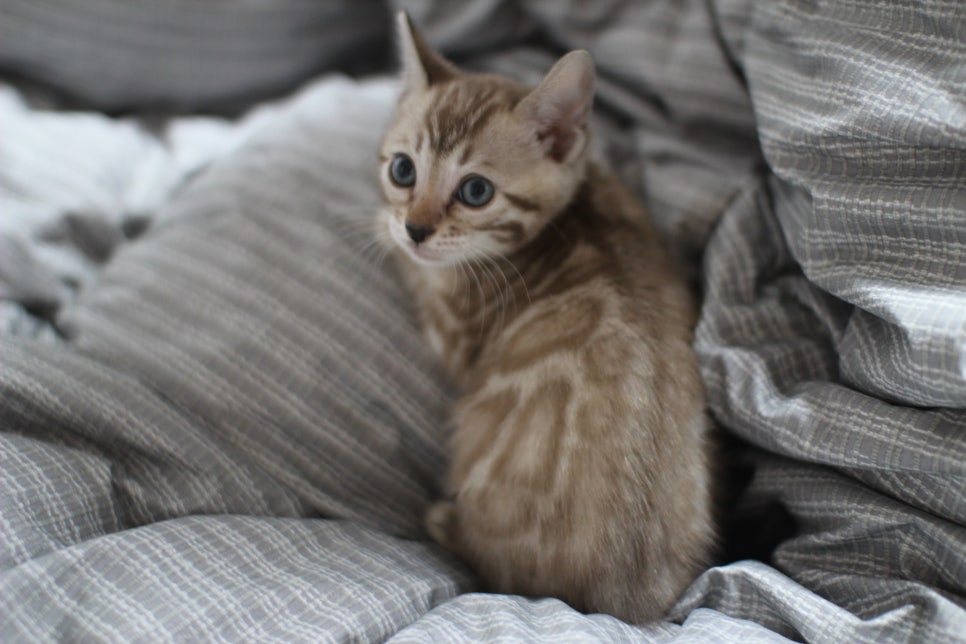 실밍크뱅갈고양이 여아 드림이 분양합니다~ 관련 이미지 6