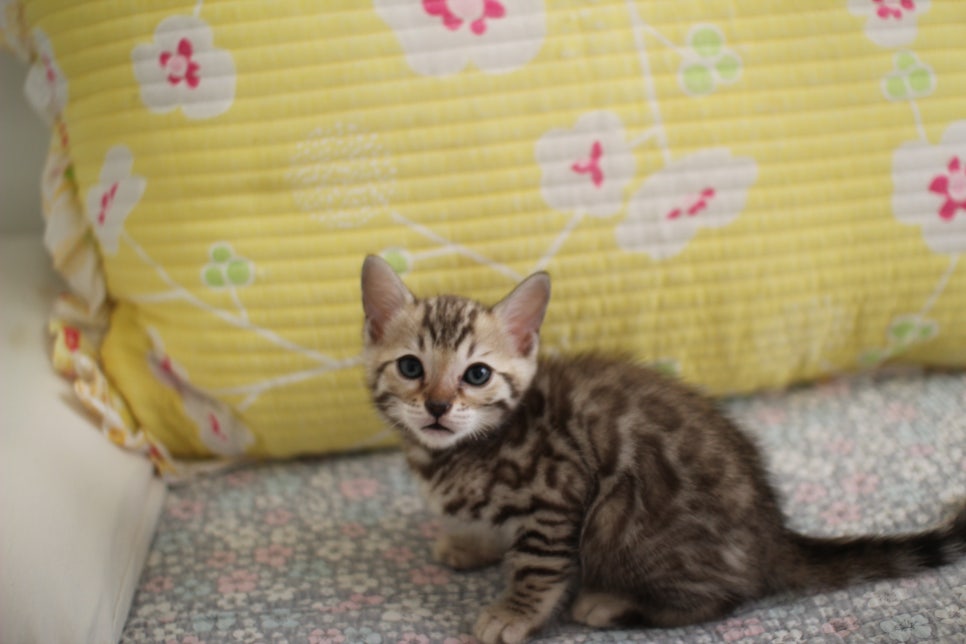 세피아 뱅갈고양이 남아 분양해요~ 관련 이미지 4