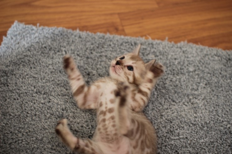 뱅갈고양이 분양 완전히 빠졌네 빠졌어~ 관련 이미지 3