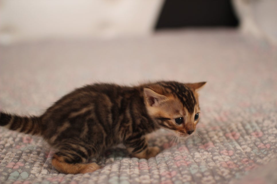 브라운 남아,여아 분양합니다~ 관련 이미지 10