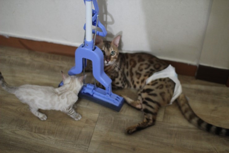 뱅갈고양이,스노우뱅갈고양이, 오늘에 주인공은 말썽꾸러기 레이 ~~~~~~~ 관련 이미지 1