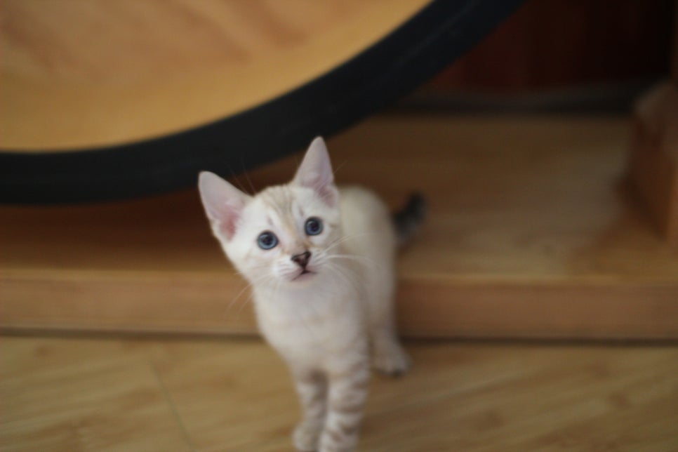 뱅갈고양이분양 매혹적인 파란눈 스노우 아이들. 관련 이미지 3