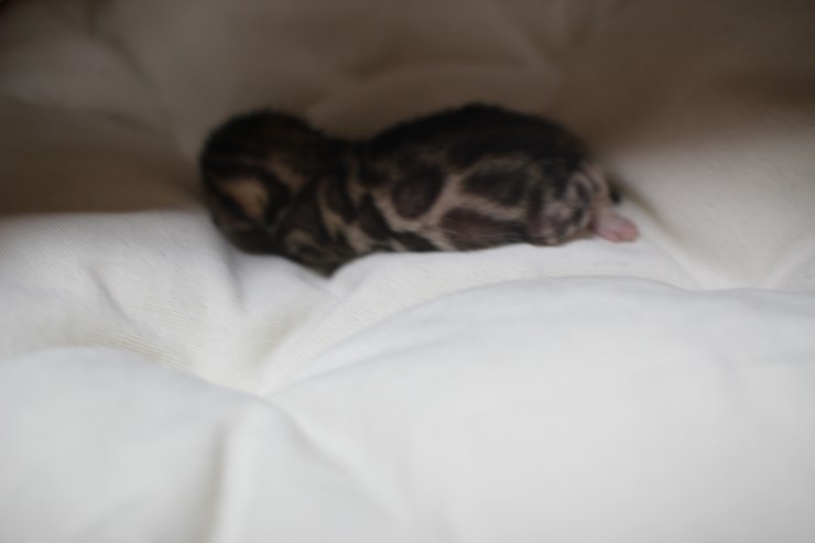 뱅갈고양이 예약된 여아예요~ 관련 이미지 4