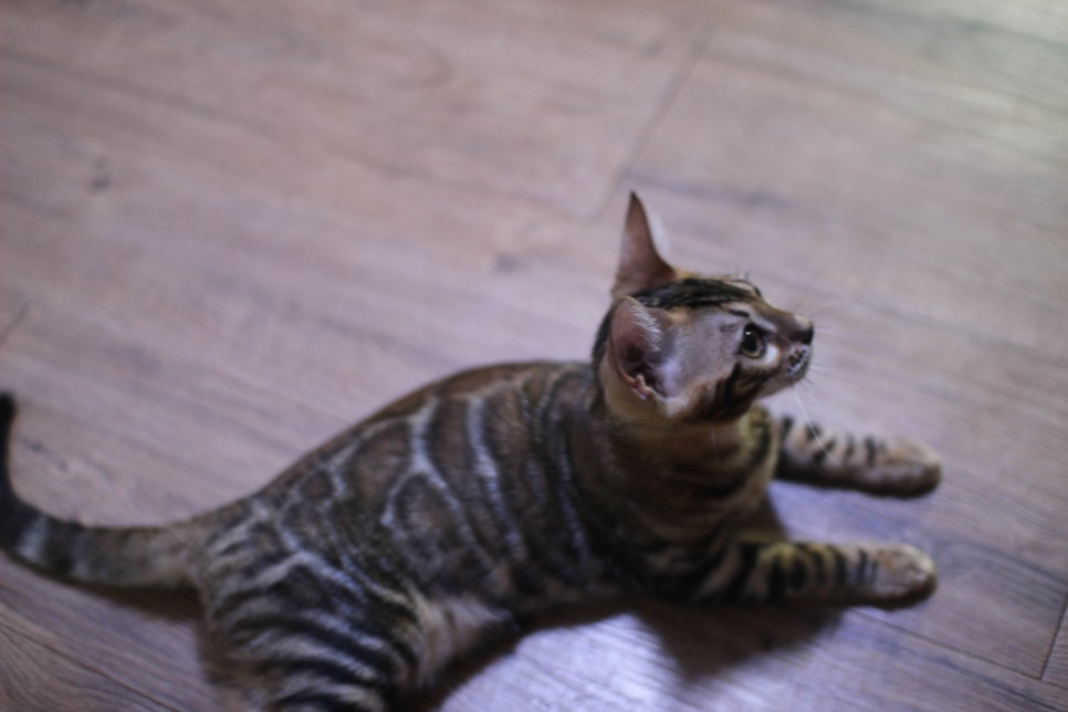 개냥이 뱅갈고양이들 분양합니다~ 관련 이미지 13