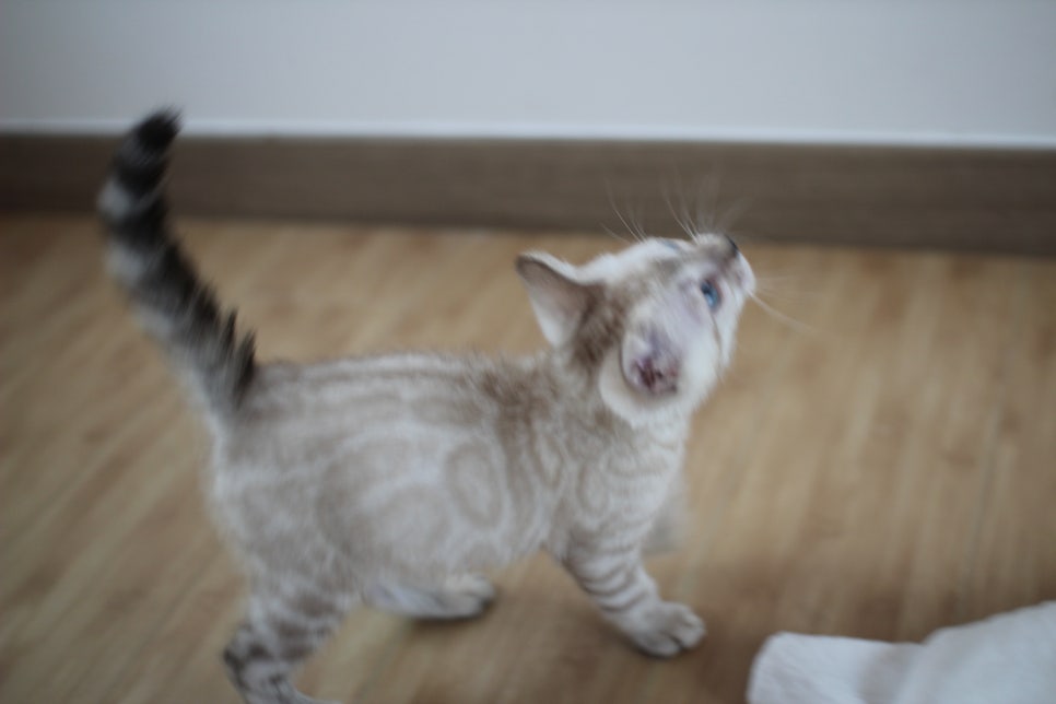 빅로젯 실밍크 뱅갈고양이 남아예요 관련 이미지 17