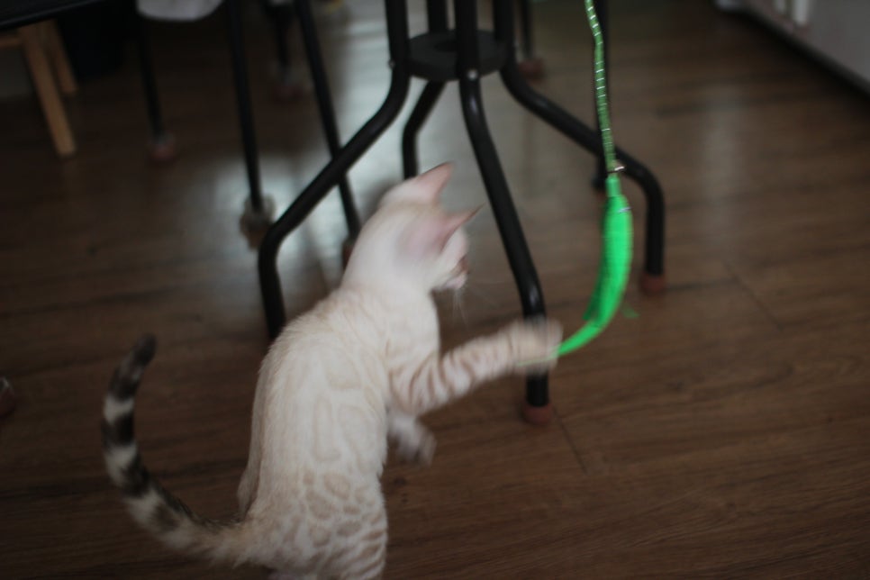 스노우뱅갈고양이 덩치 큰 남아에요~ 관련 이미지 4