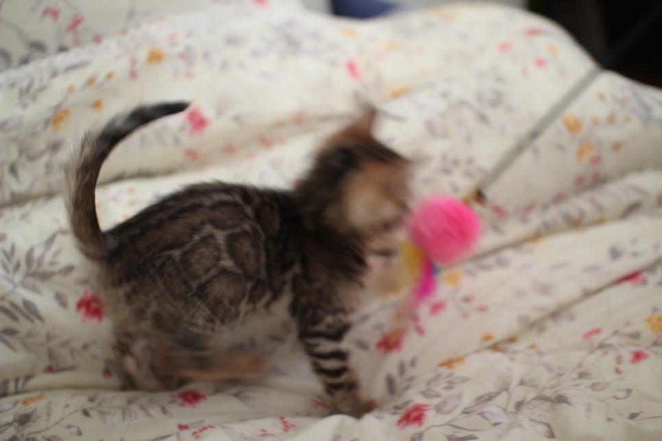 뱅갈고양이 개냥이를 찾으세요? 관련 이미지 19