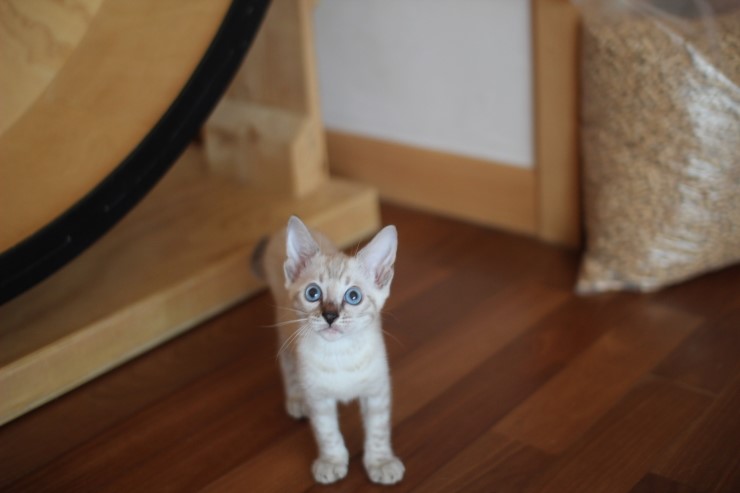 스노우뱅갈고양이 꼬맹이 깡패~ 관련 이미지 2