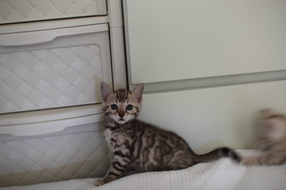 스노우뱅갈고양이 삼총사 분양해요~ 관련 이미지 4