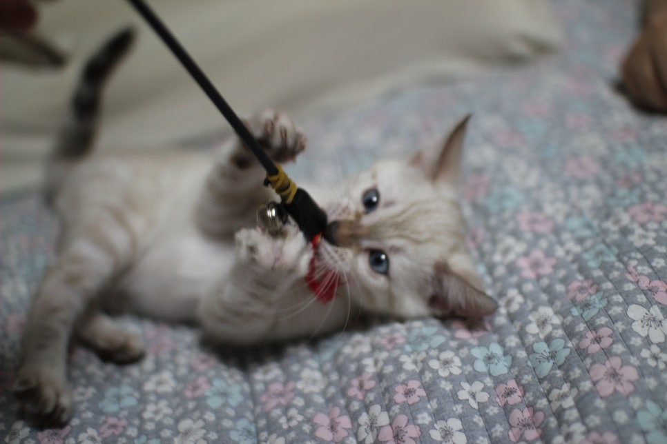 분양중인 개냥이 스노우뱅갈고양이 여아~ 관련 이미지 6