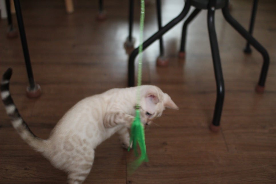 스노우뱅갈고양이 덩치 큰 여아예요~ 관련 이미지 10