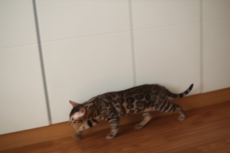 뱅갈고양이 레인이,영웅이,스텔라예요~ 관련 이미지 6