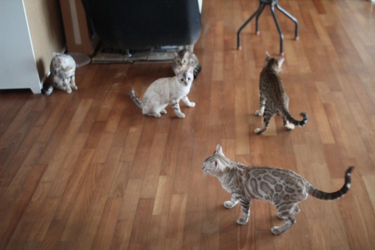 뱅갈고양이 큰 아이들 근황~ 관련 이미지 1