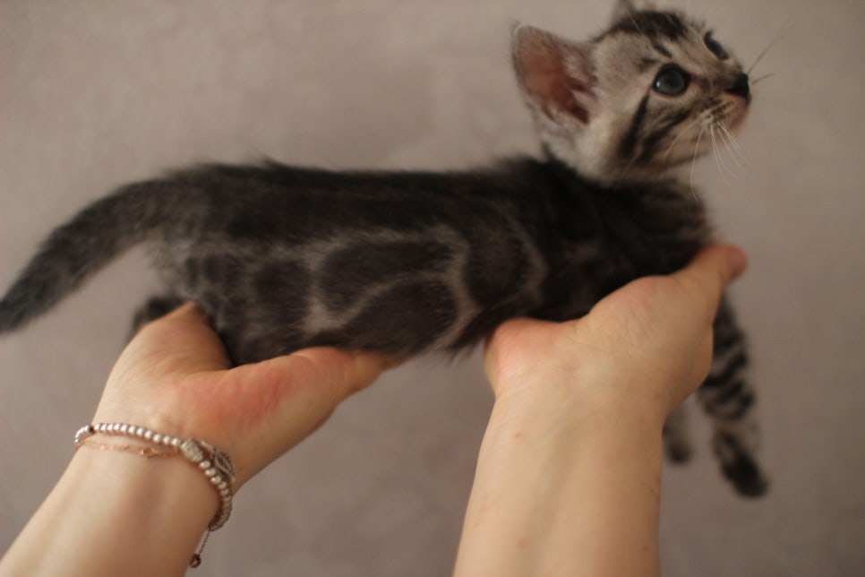 실버뱅갈고양이 남아 오늘 사진 찍었어요~ 관련 이미지 9