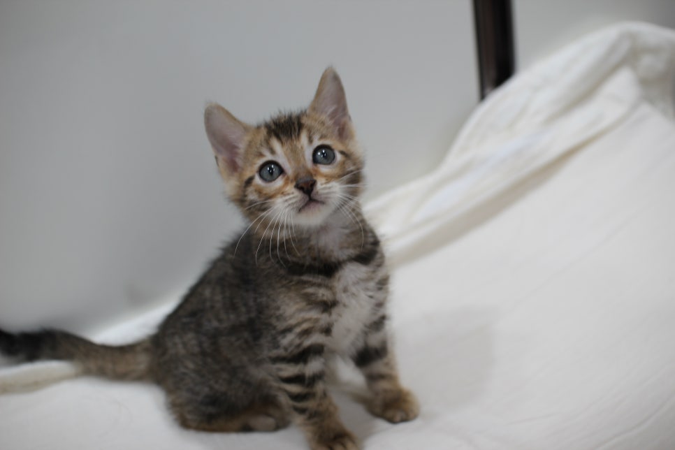 빅로젯이 멋진 완전완전 개냥이 남아 분양해요~ 관련 이미지 3