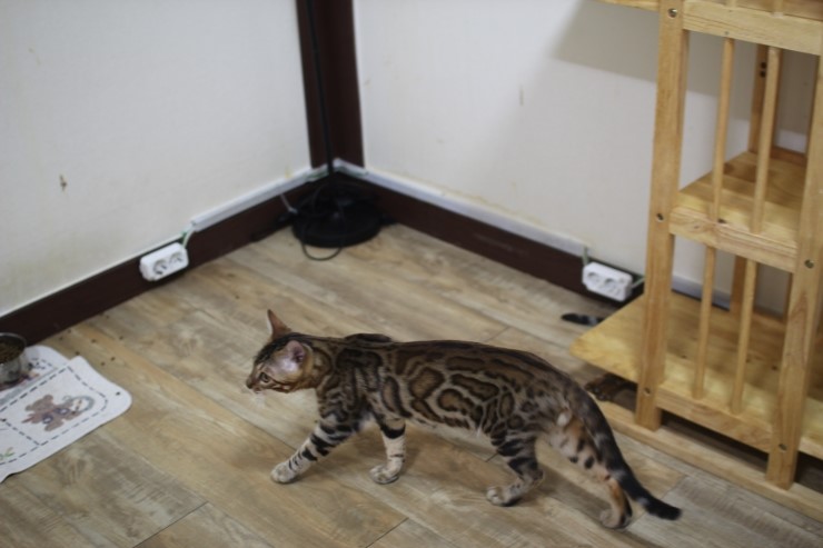 뱅갈고양이 장고~ 관련 이미지 1