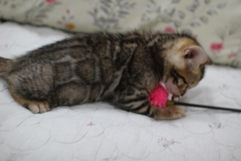 빅로젯이 멋진 완전완전 개냥이 남아 분양해요~ 관련 이미지 8