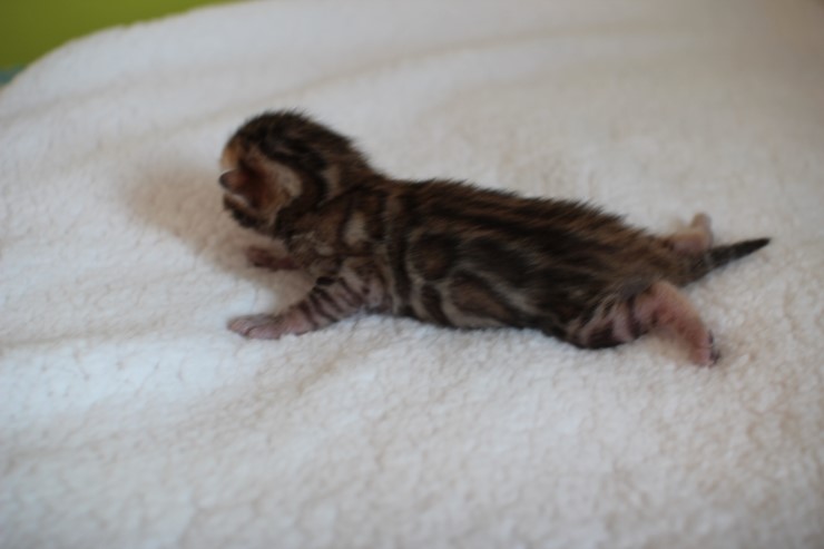 실버,브라운 뱅갈고양이 꼬물이들 사진 입니다 관련 이미지 13