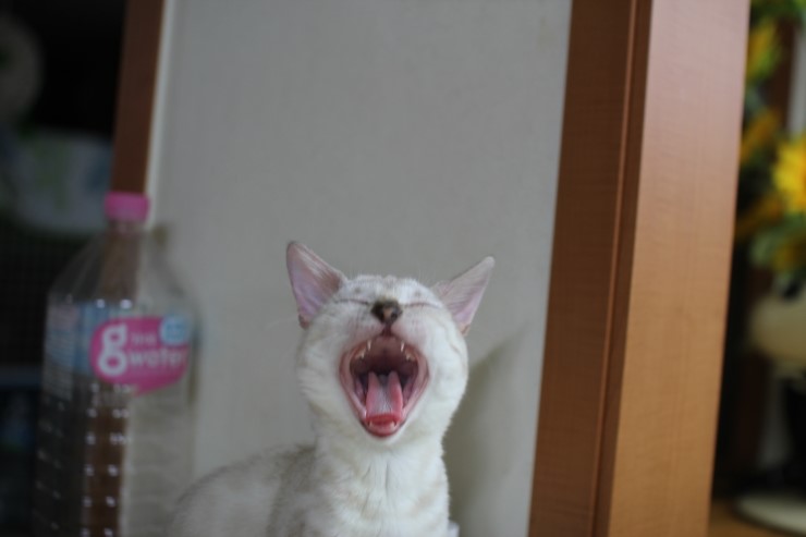 뱅갈고양이,뱅갈고양이 분양,닭고기는 마니커~~~ 관련 이미지 6
