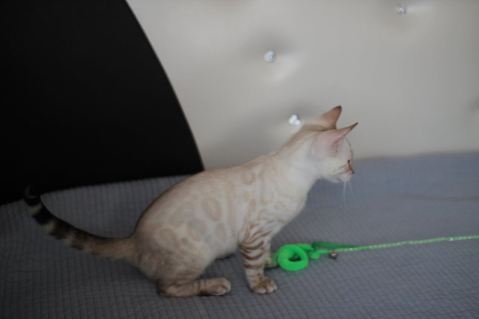 말괄량이 우량아 스노우뱅갈고양이 여아예요~ 관련 이미지 6