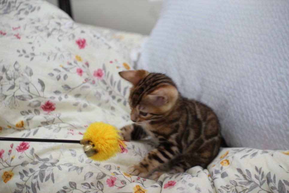 순종적인 성격에 브라운 뱅갈고양이 남아 분양해요~ 관련 이미지 11