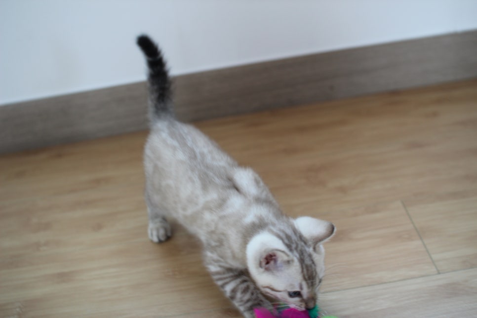 스노우뱅갈고양이 꼬맹이 신났네 신났어 관련 이미지 9