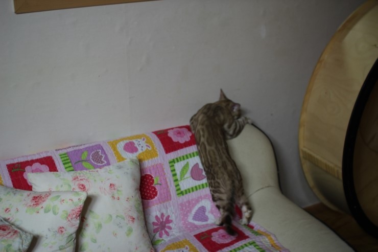 실밍크 뱅갈고양이 킹이예요~~ 관련 이미지 21