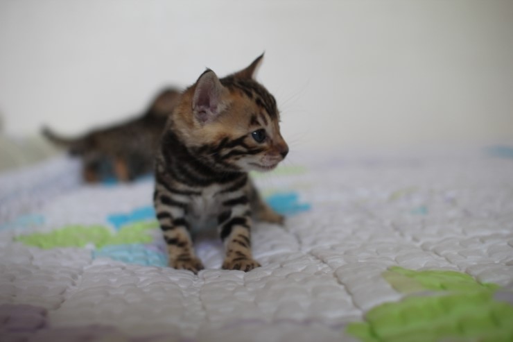 숙자와 동생들..(뱅갈고양이) 관련 이미지 5