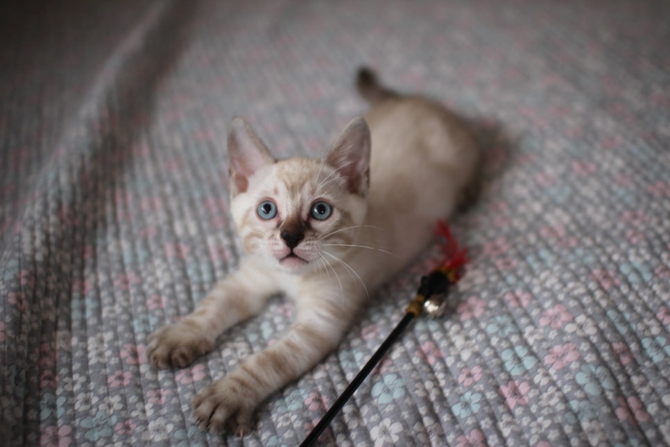 스노우뱅갈고양이 강아지 같은 남아 분양해요~ 관련 이미지 1