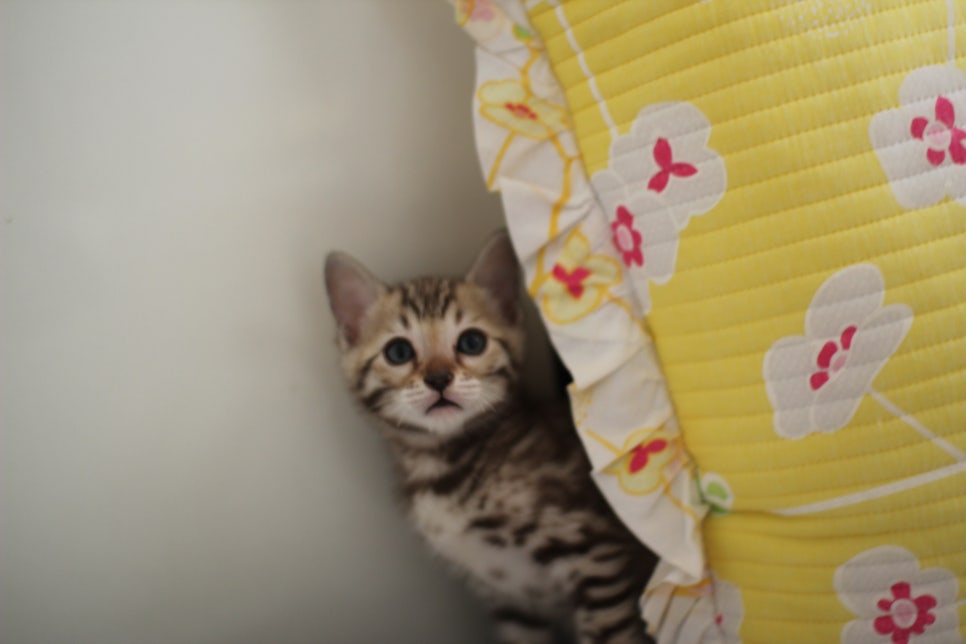 세피아 뱅갈고양이 남아 분양해요~ 관련 이미지 1