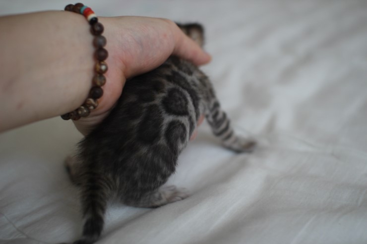 뱅갈고양이 남매 오늘 모습 입니다~ 관련 이미지 8