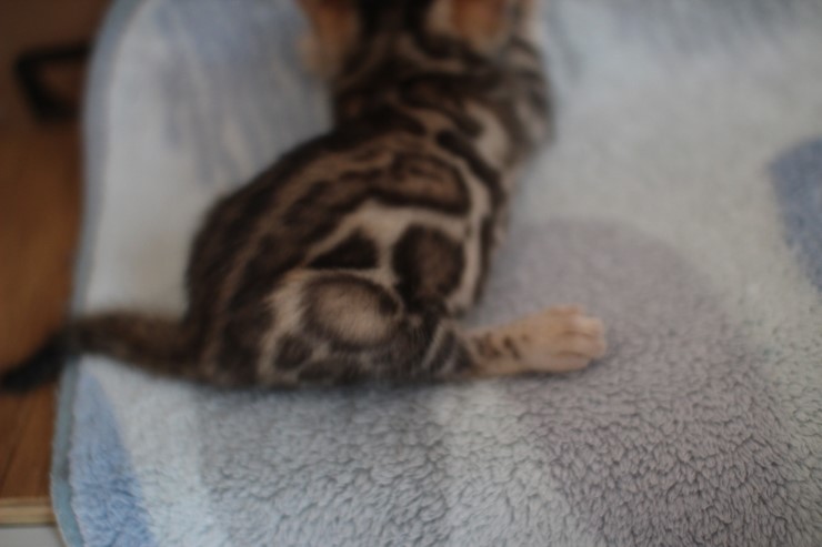 뱅갈고양이 예약된 여아예요~ 관련 이미지 5