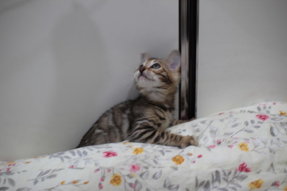 포동포동 개냥이 뱅갈고양이 분양해요~ 관련 이미지 4