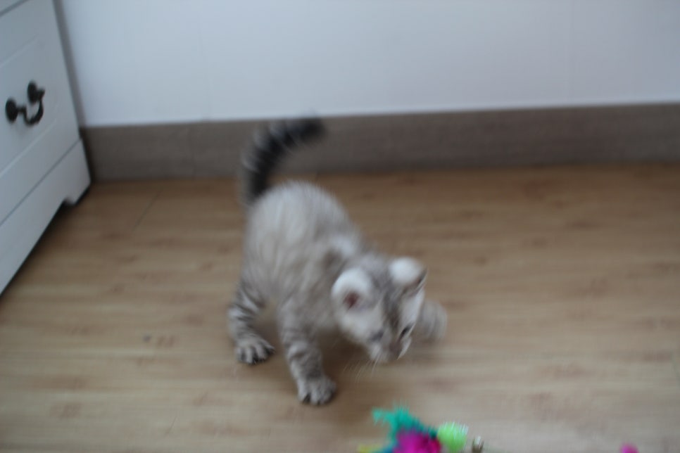 스노우뱅갈고양이 꼬맹이 신났네 신났어 관련 이미지 12