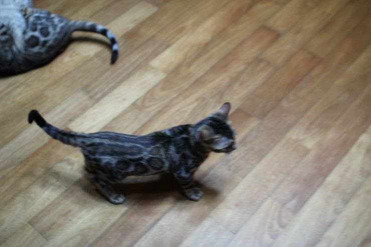 뱅갈고양이 이번 리터에 키퍼가 될 여아들 입니다~ 관련 이미지 2