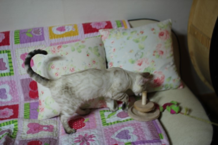 실링스 뱅갈고양이 키퍼 여아 매기에요~ 관련 이미지 6