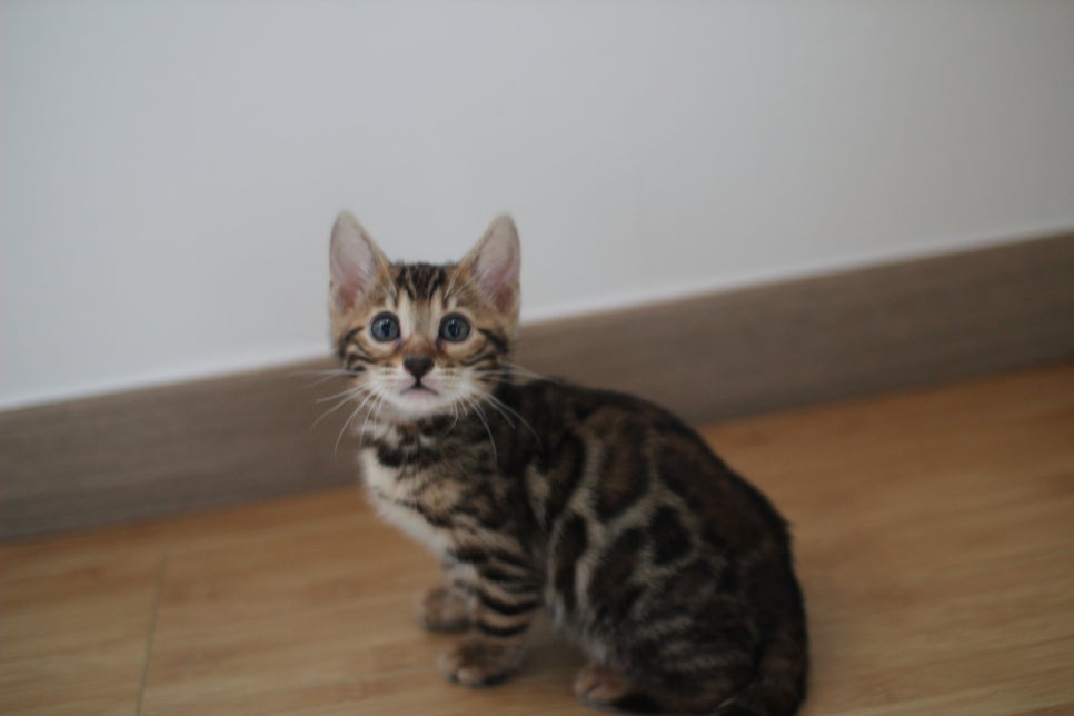 뱅갈고양이 개냥이 찾으시는 분들 보세요 관련 이미지 10