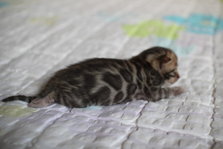뱅갈고양이 꼬물이 여아 두아이 예약 분양 해요~ 관련 이미지 15