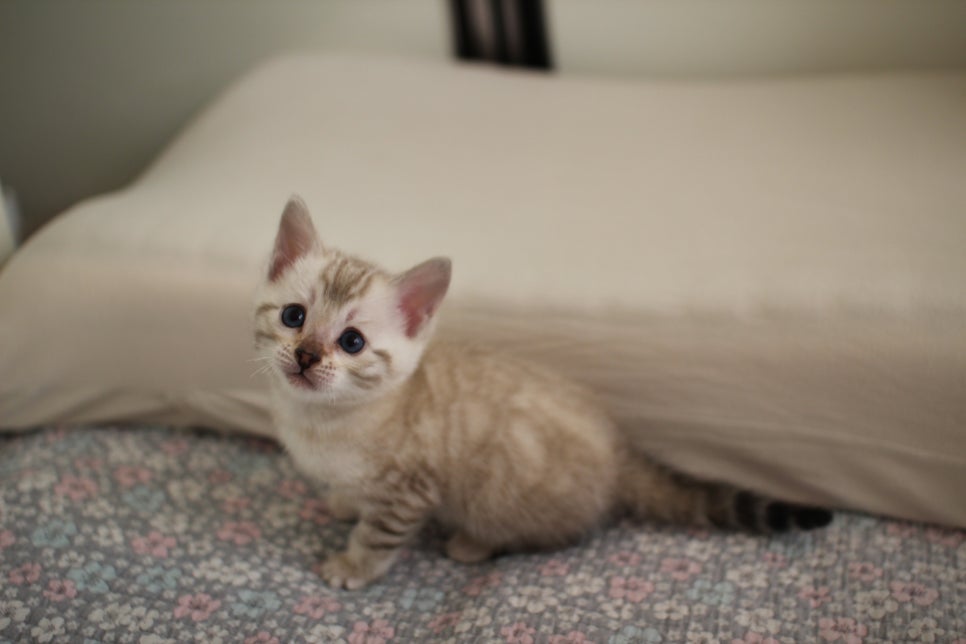 스노우뱅갈고양이 여아 분양해요~ 관련 이미지 15