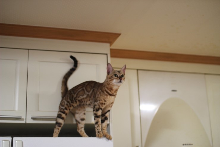 소유뱅갈고양이 캐터리 스텔라~ 관련 이미지 8