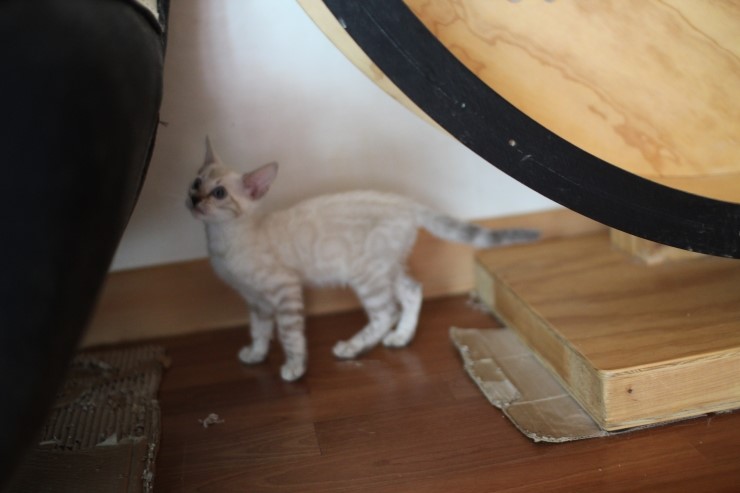 스노우뱅갈고양이 꼬맹이 깡패~ 관련 이미지 6