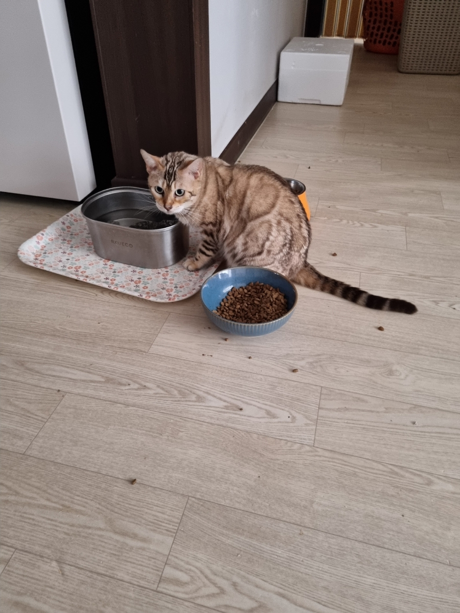 애교만점 개냥이 뱅갈고양이들 관련 이미지 2