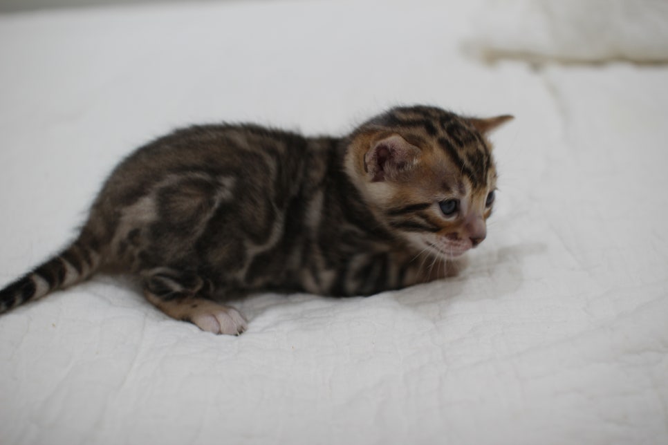 브라운 뱅갈고양이 남아 모색이 점점 더 이뻐지고 있어요~ 관련 이미지 4