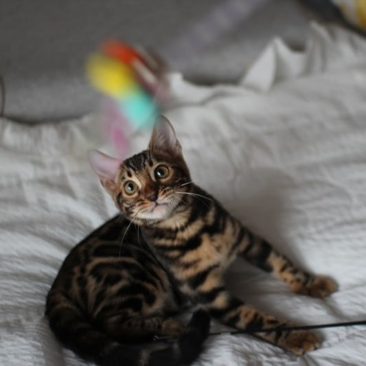 뱅갈고양이분양 반짝반짝 빛나는 모질에 아이들~ 관련 이미지 3